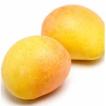 Manguier : Mangifera indica var.Kensington Pride