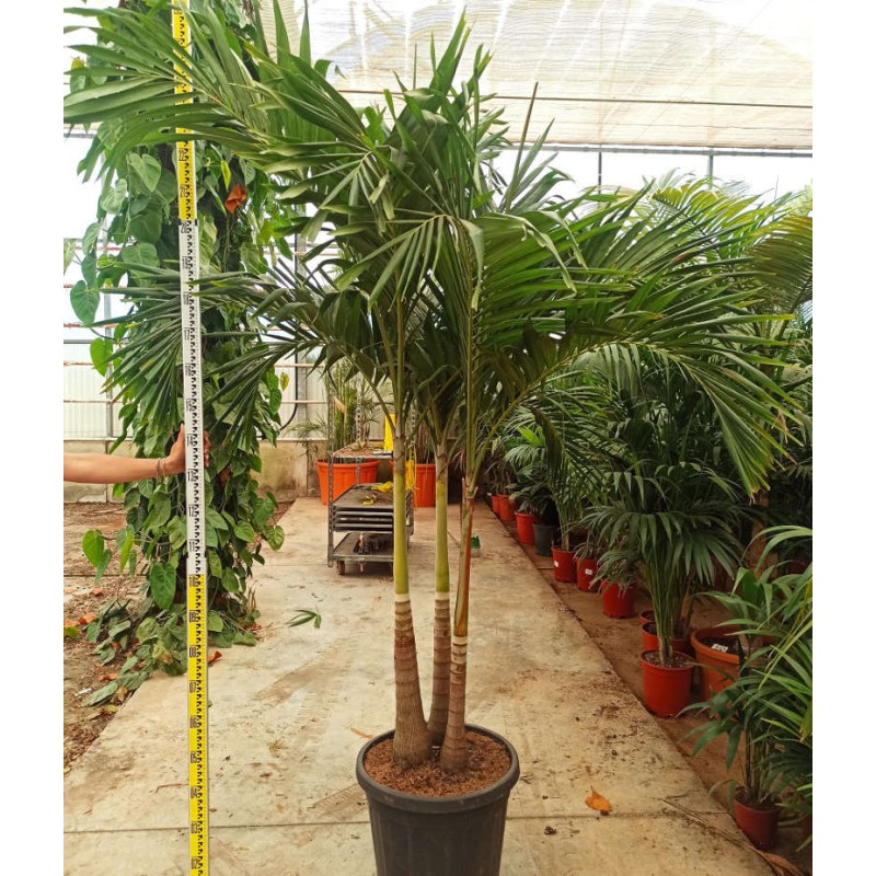 Adonidia merrillii (Veitchia merrillii- Palmier de manille) SPÉCIMEN