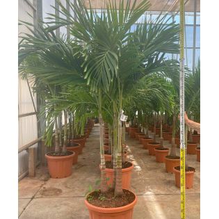 Adonidia merrillii (Veitchia merrillii- Palmier de manille) SPÉCIMEN