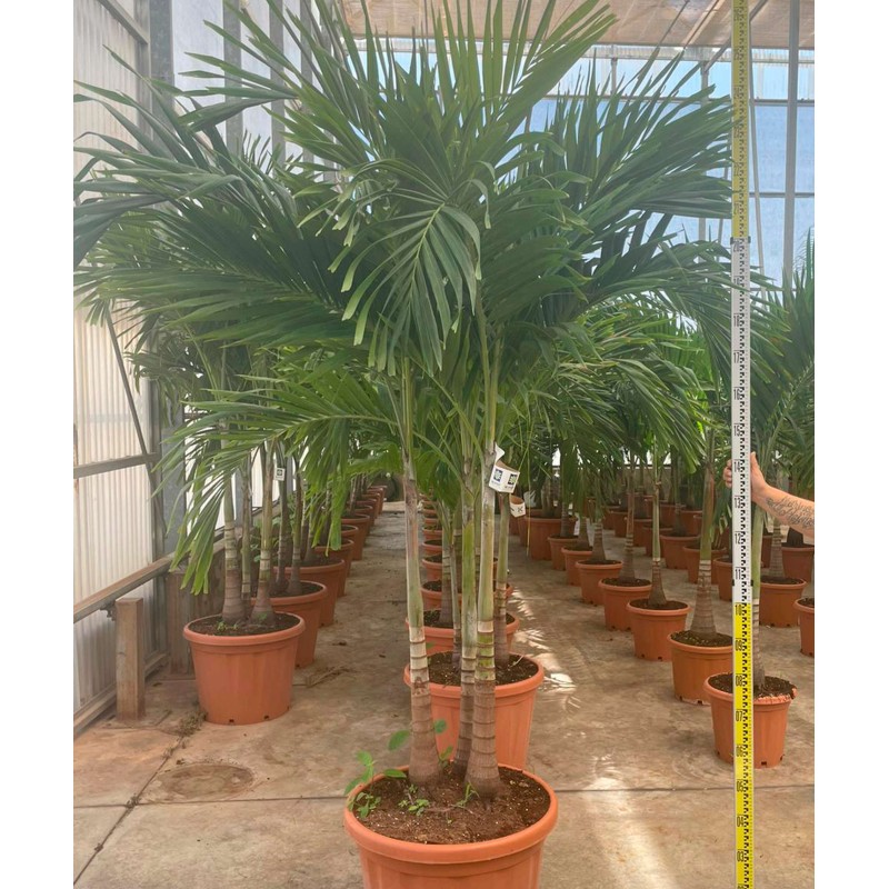 Adonidia merrillii (Veitchia merrillii- Palmier de manille) SPÉCIMEN
