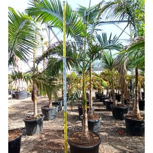 Archontophoenix alexandrae (Palmier royal) SPÉCIMEN