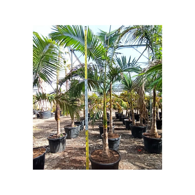 Archontophoenix alexandrae (Palmier royal) SPÉCIMEN