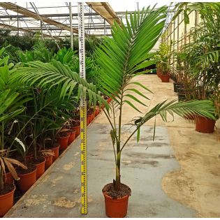 Archontophoenix alexandrae (Palmier royal)