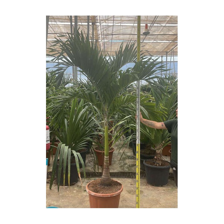 Archontophoenix alexandrae (Palmier royal)