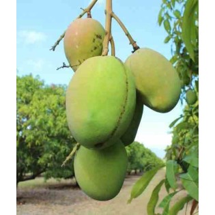 Manguier : Mangifera indica var.Kensington Pride