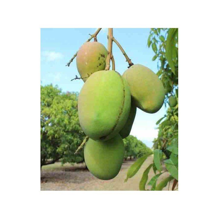 Manguier : Mangifera indica var.Kensington Pride