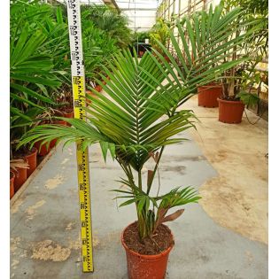 Archontophoenix alexandrae (Palmier royal)