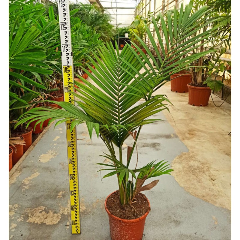 Archontophoenix alexandrae (Palmier royal)