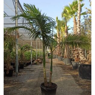 Archontophoenix alexandrae (Palmier royal)