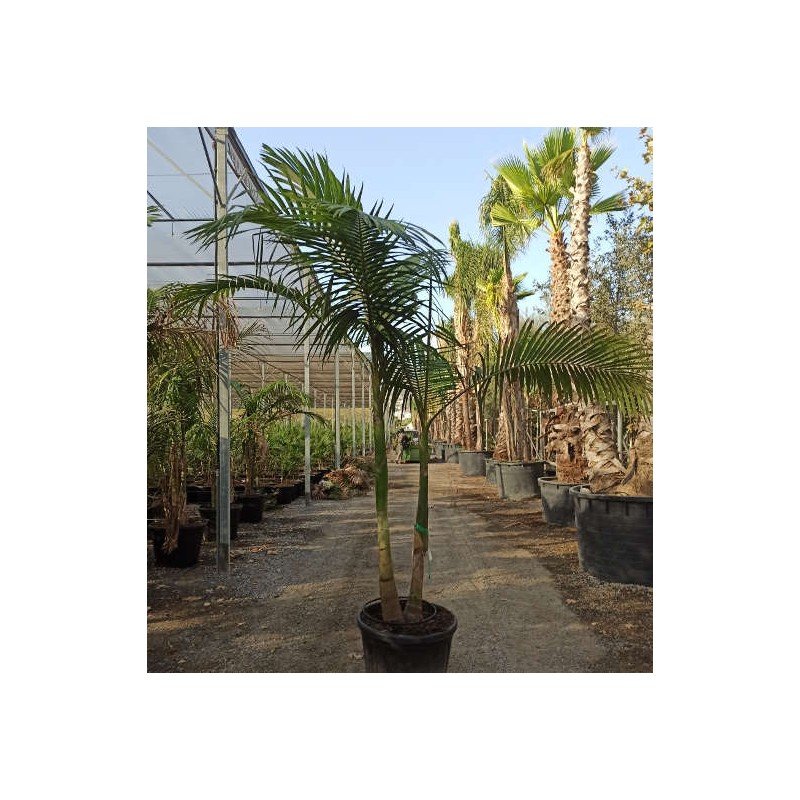 Archontophoenix alexandrae (Palmier royal)