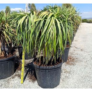 Dracaena draco (Dragonnier des canaris)