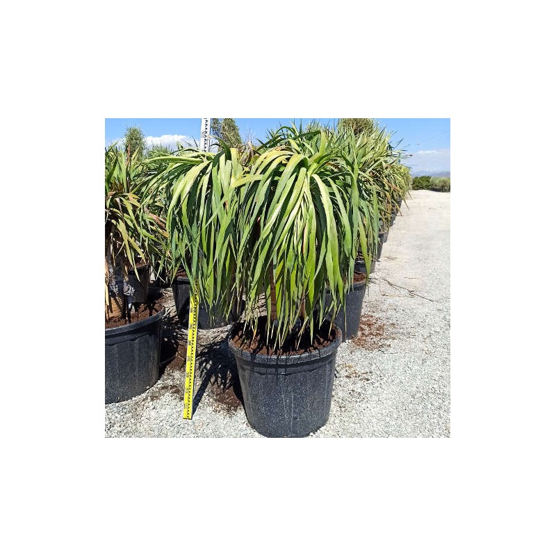 Dracaena draco (Dragonnier des canaris)