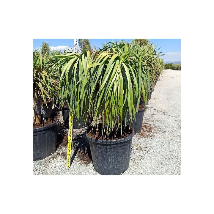 Dracaena draco (Dragonnier des canaris)