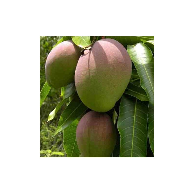 Manguier : Mangifera indica var.Kent