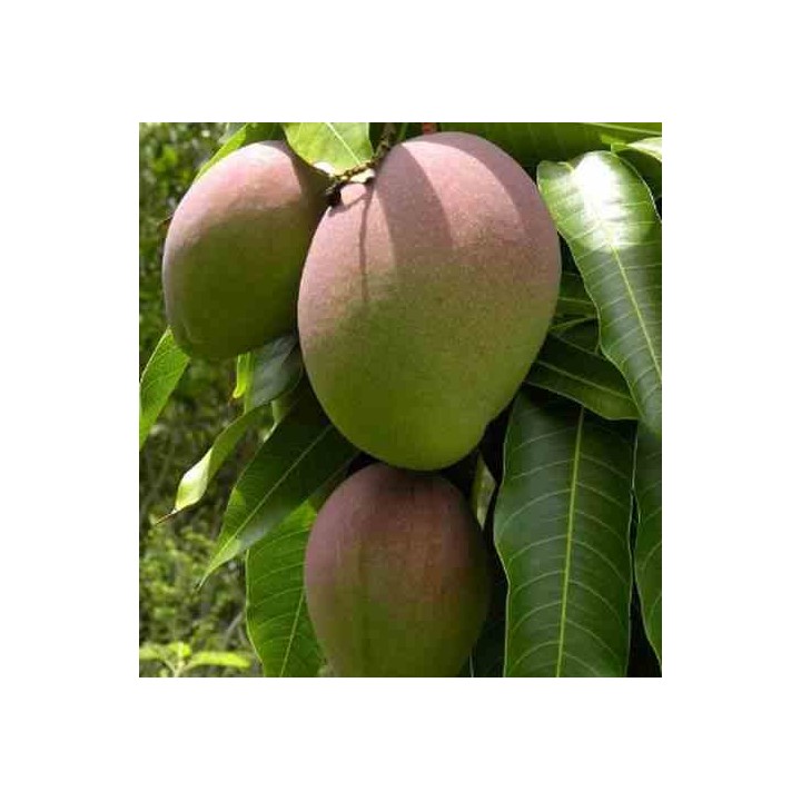 Manguier : Mangifera indica var.Kent