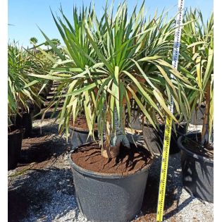 Dracaena draco (Dragonnier des canaris)