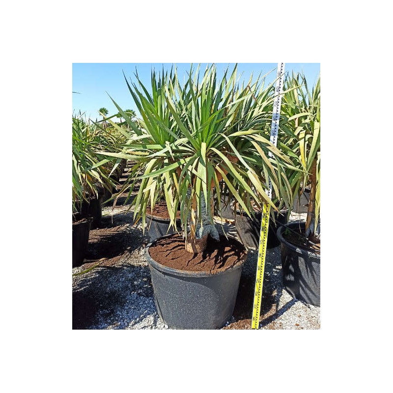 Dracaena draco (Dragonnier des canaris)