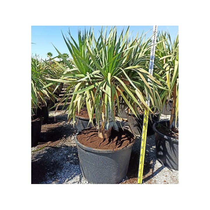 Dracaena draco (Dragonnier des canaris)