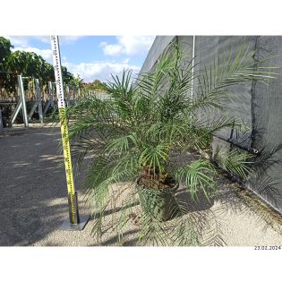 Phoenix roebelenii (Dattier du Laos, palmier dattier nain) SPÉCIMEN