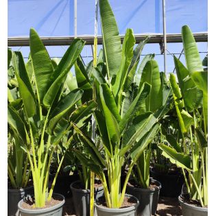 Ravenala madagascariensis (Arbre du voyageur)
