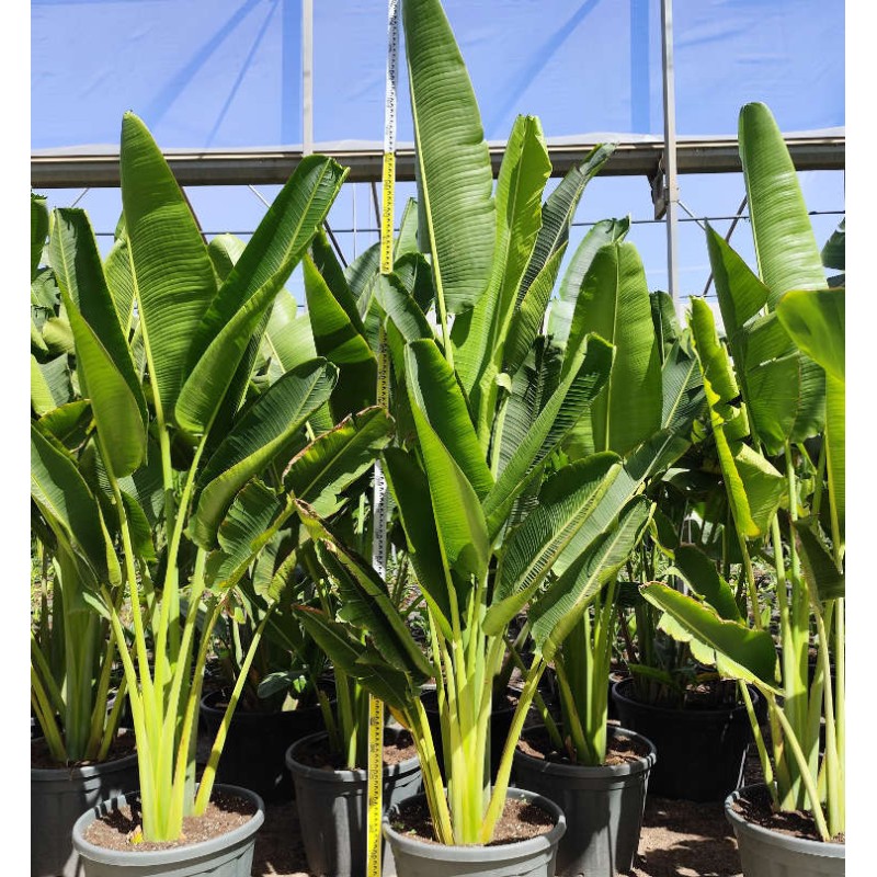 Ravenala madagascariensis (Arbre du voyageur)
