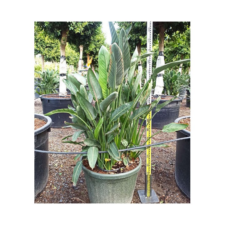 Strelitzia reginae (oiseaux du paradis)