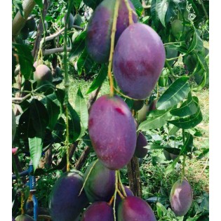 Manguier : Mangifera indica var.Palmer