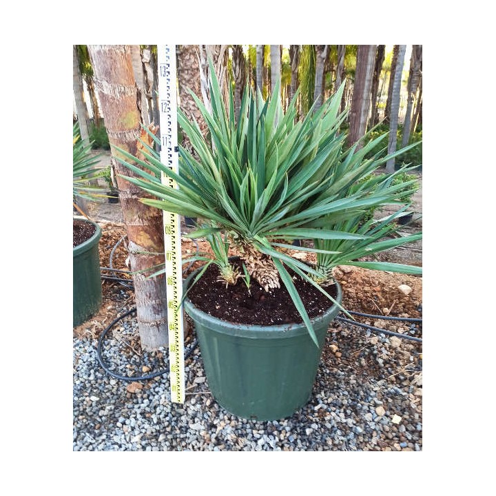 Yucca gloriosa (Dague espagnole)