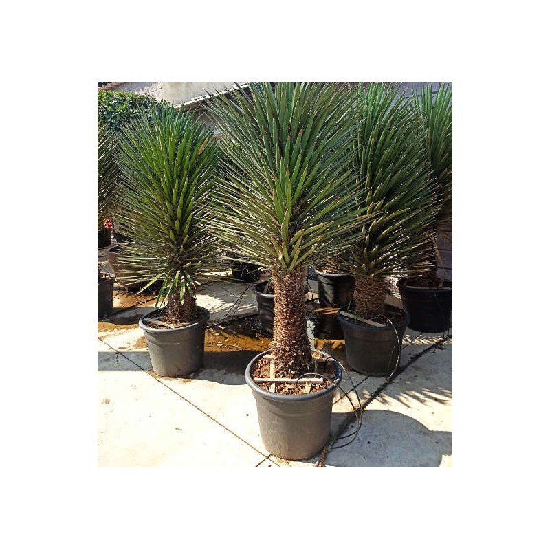 Yucca filifera (Palmier de Saint Pierre)