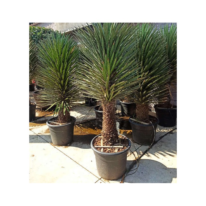 Yucca filifera (Palmier de Saint Pierre)