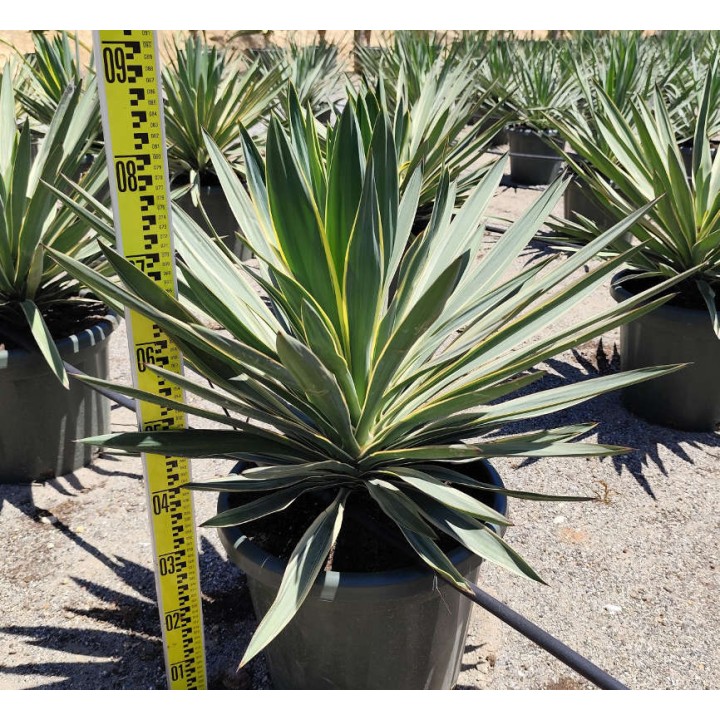 Yucca gloriosa variegata (Dague espagnole)