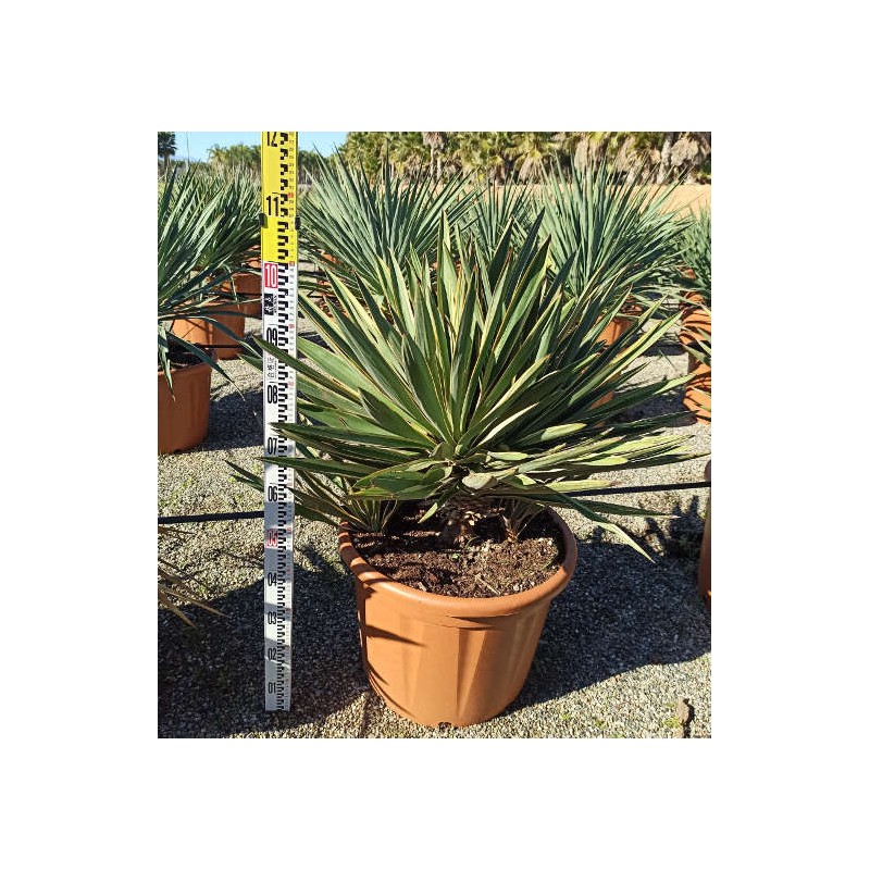 Yucca gloriosa variegata (Dague espagnole)