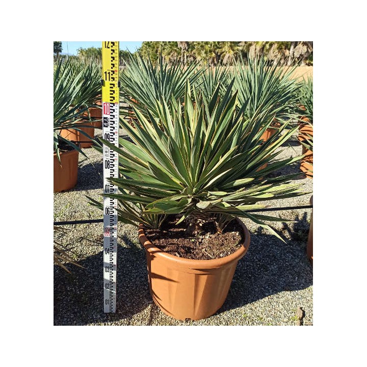 Yucca gloriosa variegata (Dague espagnole)