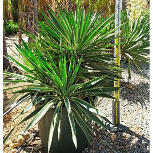 Yucca gloriosa variegata (Dague espagnole)