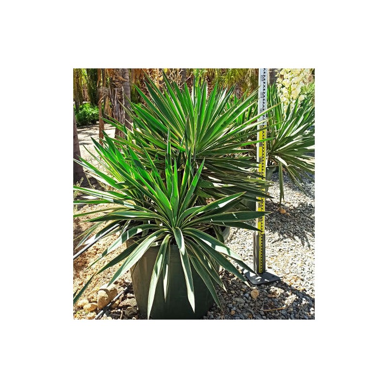 Yucca gloriosa variegata (Dague espagnole)