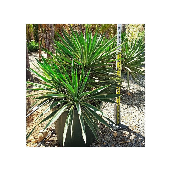 Yucca gloriosa variegata (Dague espagnole)