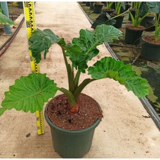 Alocasia 'Low Rider' (Oreille d'éléphant Géant, Taro)