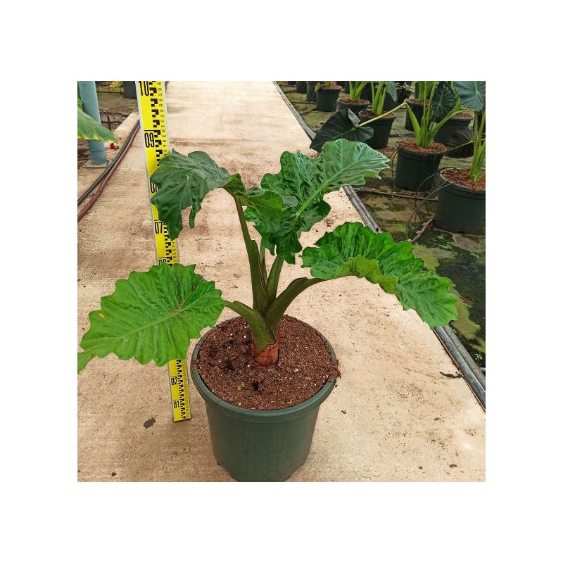 Alocasia 'Low Rider' (Oreille d'éléphant Géant, Taro)