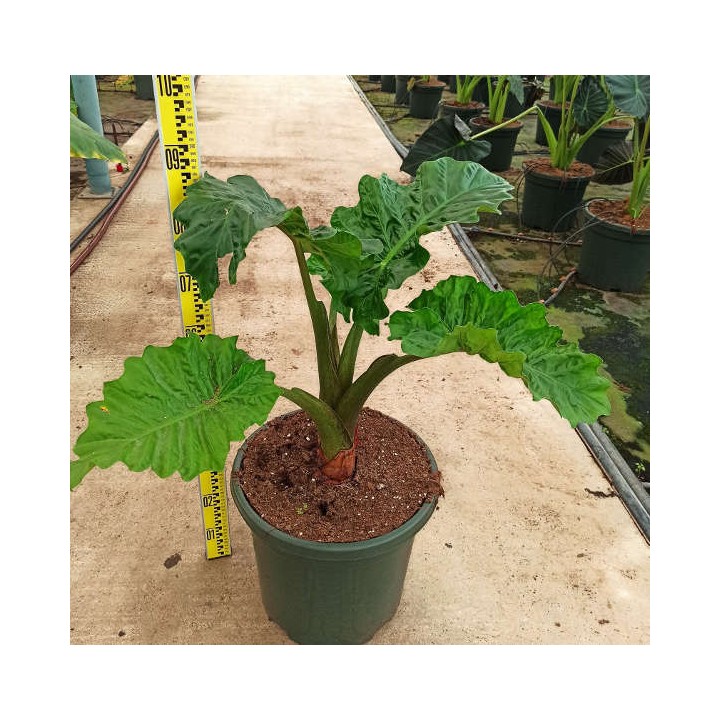 Alocasia 'Low Rider' (Oreille d'éléphant Géant, Taro)