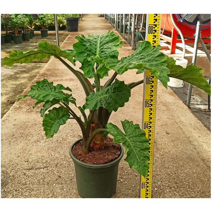 Alocasia 'Low Rider' (Oreille d'éléphant Géant, Taro)