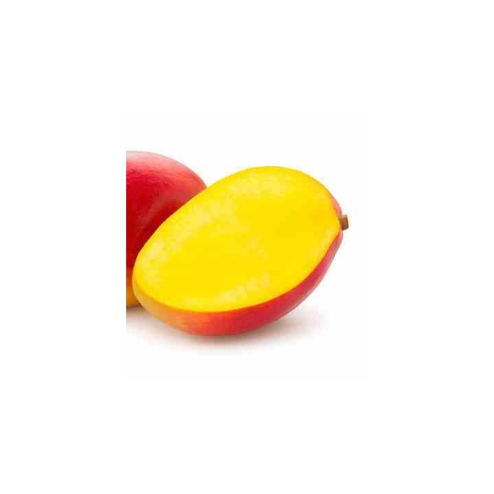 Manguier : Mangifera indica var.Palmer