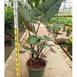 Alocasia 'Yucatan Princess' (Oreille d'éléphant Géant, Taro) 