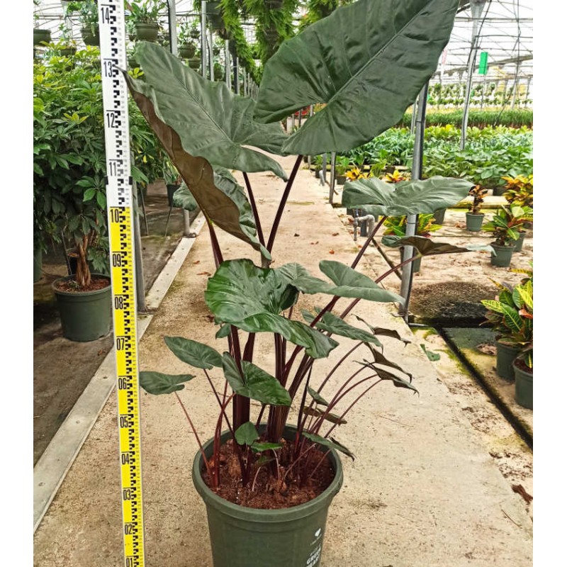 Alocasia 'Yucatan Princess' (Oreille d'éléphant Géant, Taro) 