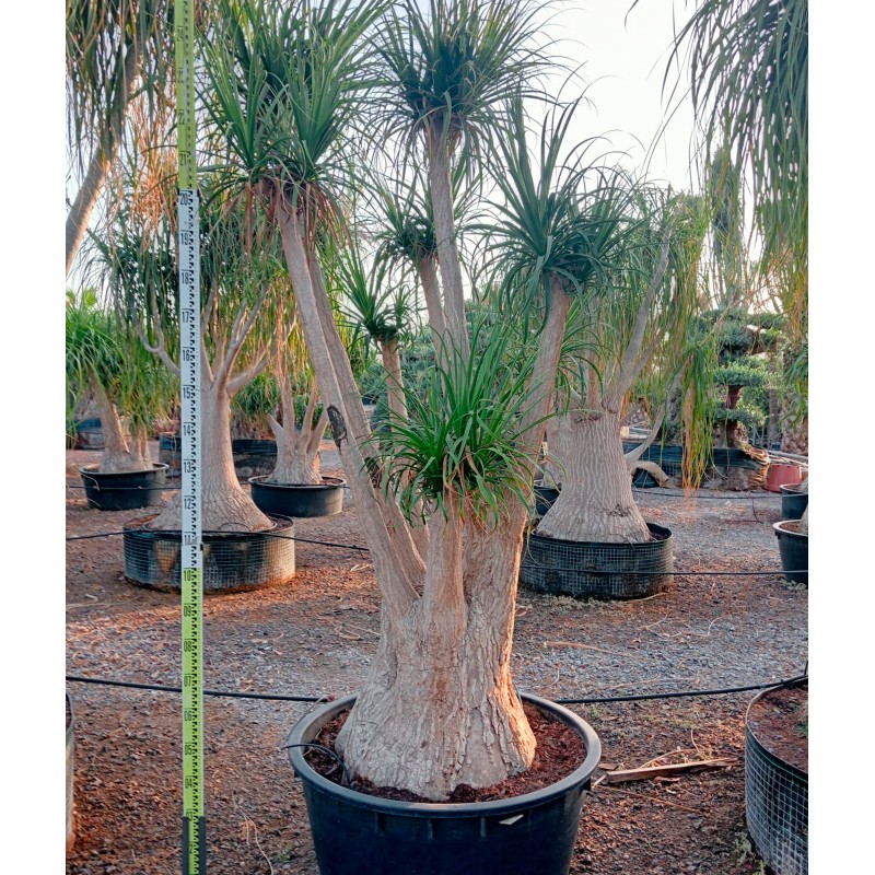 Beaucarnea recurvata syn. Nolina r. SPECIMEN