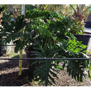 Philodendron selloum