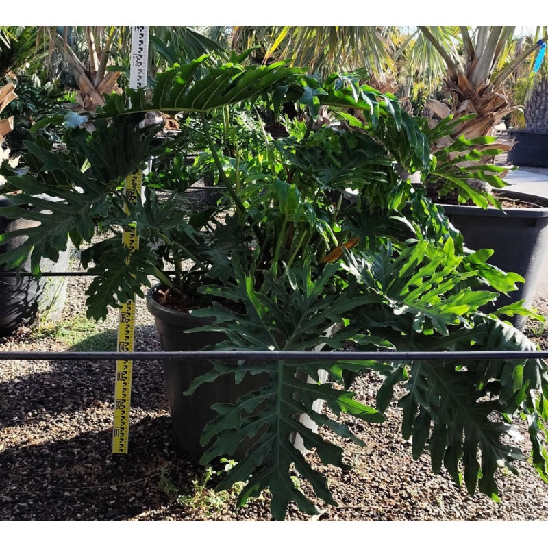 Philodendron selloum