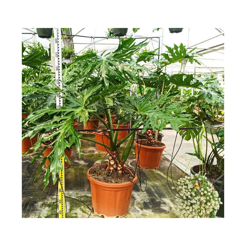 Philodendron selloum