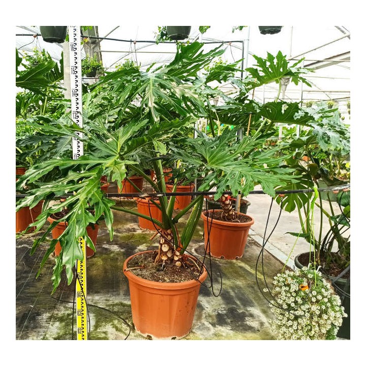 Philodendron selloum