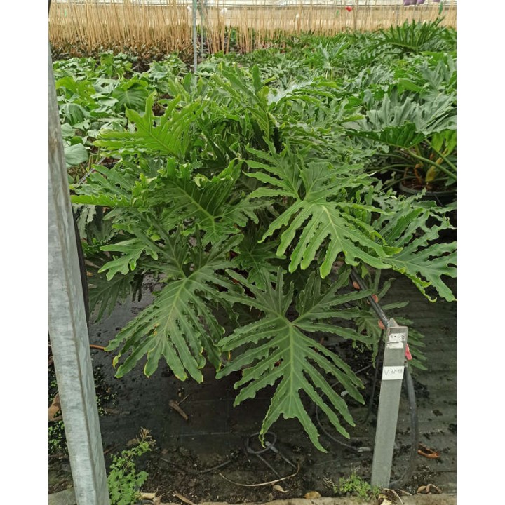 Philodendron selloum