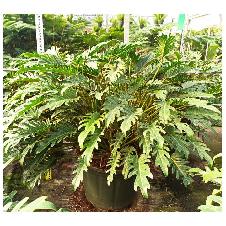 Philodendron xanadu